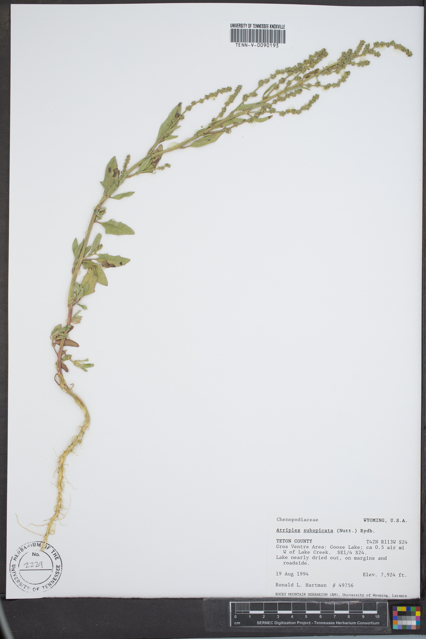 Atriplex subspicata image