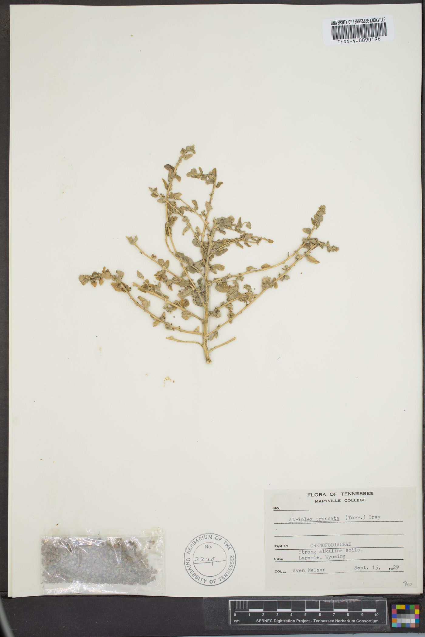 Atriplex truncata image