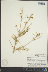 Grayia spinosa image