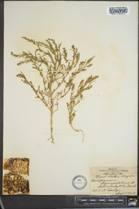 Corispermum hyssopifolium image