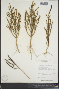 Salicornia bigelovii image