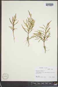 Salicornia europaea image