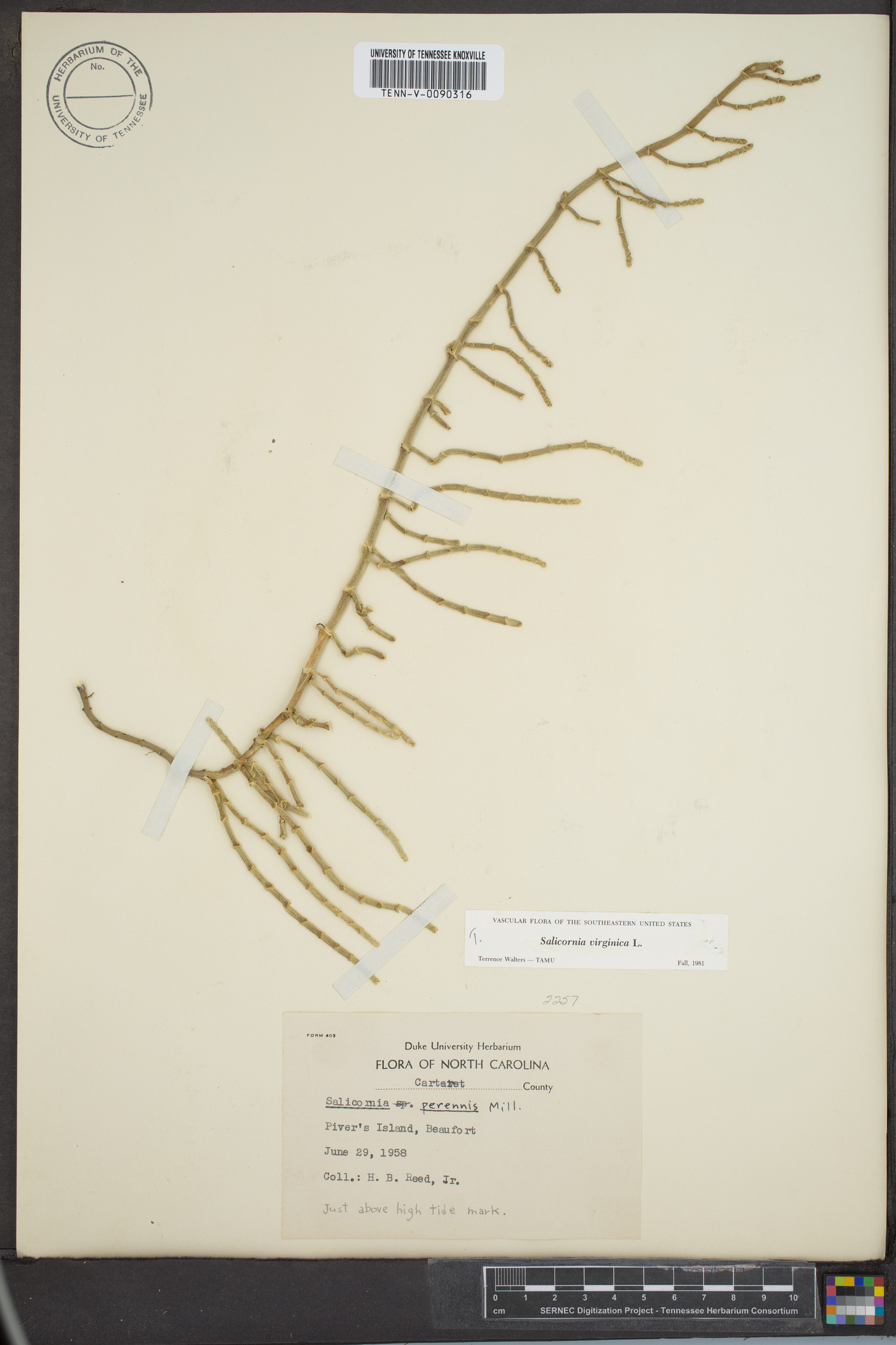 Salicornia virginica image