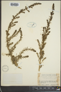 Suaeda californica var. pubescens image