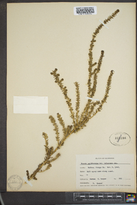 Suaeda californica var. pubescens image