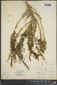 Suaeda californica var. pubescens image