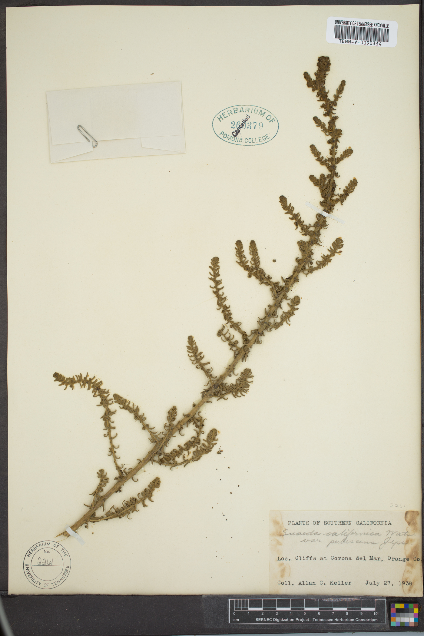 Suaeda californica var. pubescens image