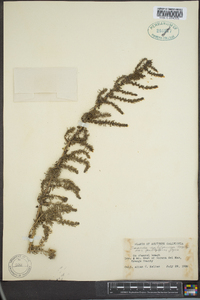 Suaeda californica var. pubescens image