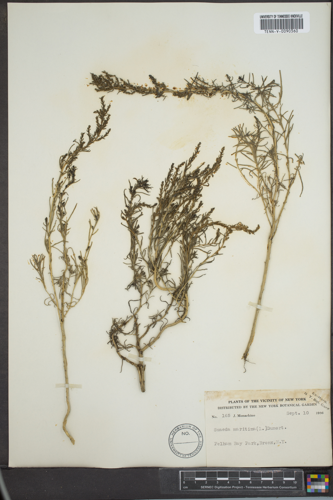 Suaeda maritima image