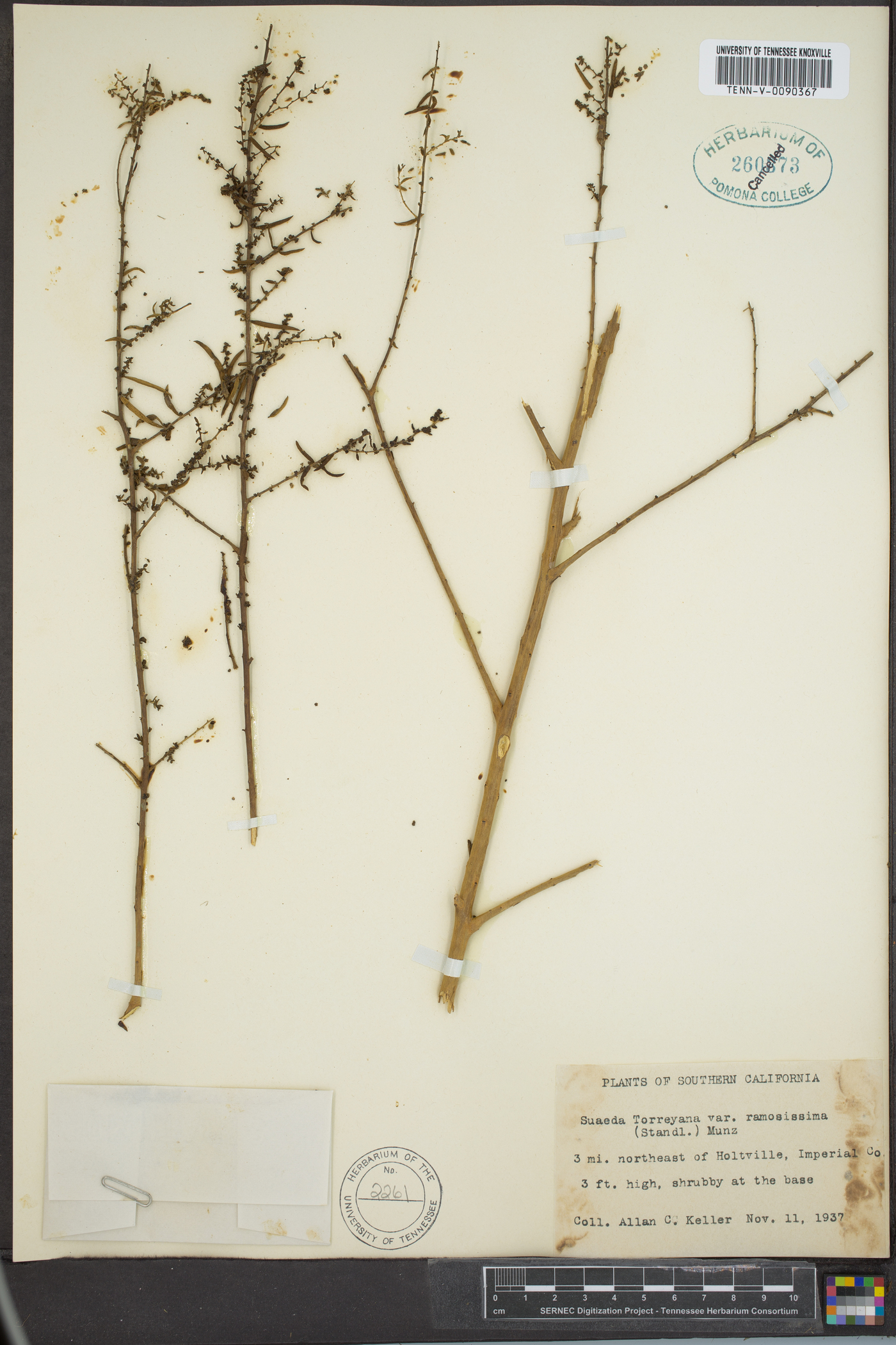 Suaeda nigra var. ramosissima image