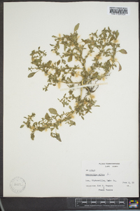 Amaranthus albus image