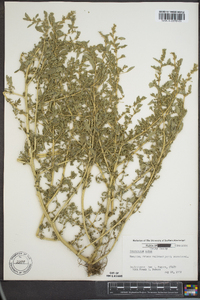 Amaranthus albus image