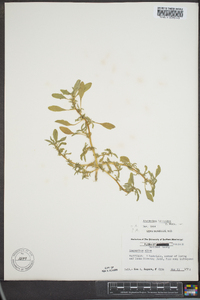 Amaranthus blitoides image