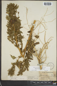 Amaranthus hybridus image