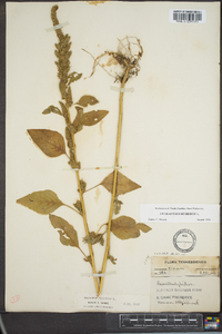 Amaranthus hybridus image