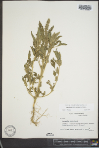 Amaranthus retroflexus image