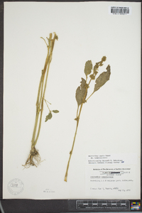 Amaranthus tuberculatus image