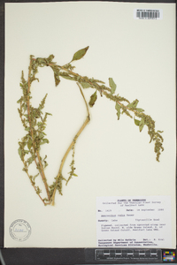 Amaranthus tuberculatus image