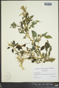 Amaranthus spinosus image