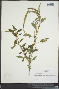 Amaranthus spinosus image