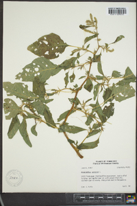 Amaranthus spinosus image