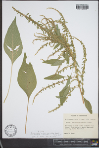 Amaranthus tuberculatus image