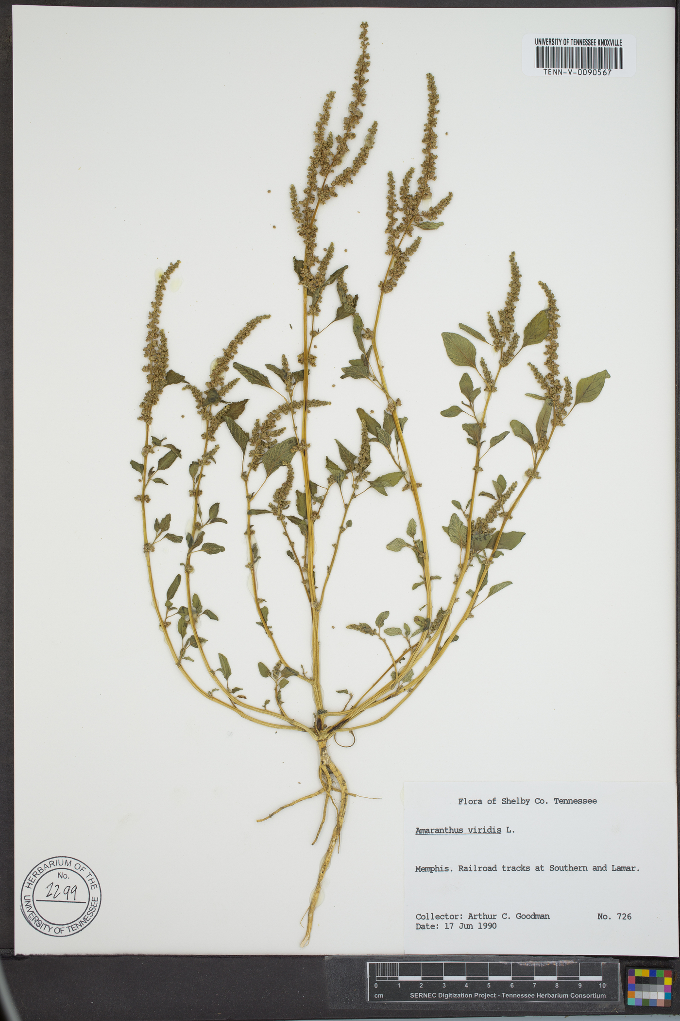 Amaranthus viridis image