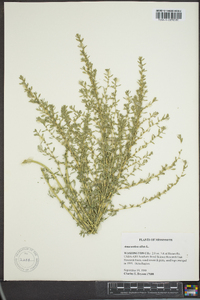 Amaranthus albus image