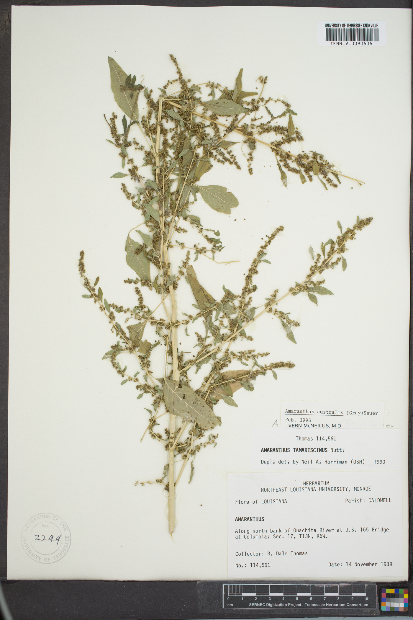 Amaranthus australis image