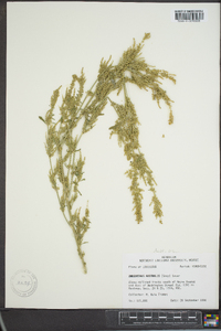 Amaranthus australis image