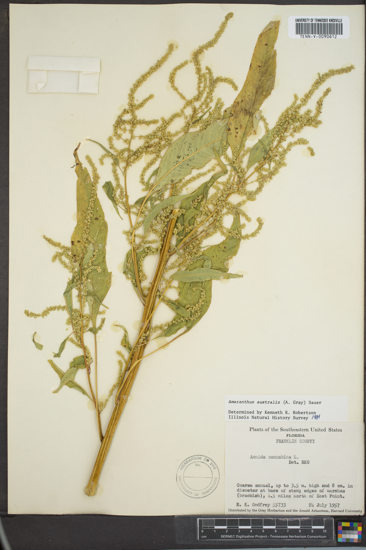 Amaranthus australis image