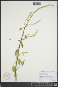 Amaranthus greggii image