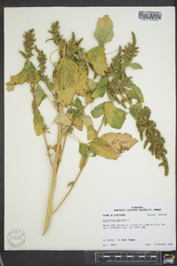 Amaranthus hybridus image