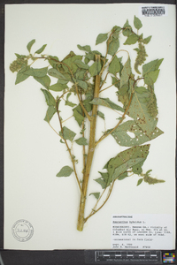 Amaranthus hybridus image