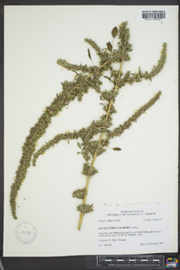 Amaranthus palmeri image