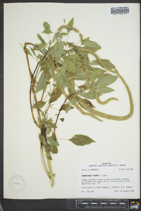 Amaranthus palmeri image