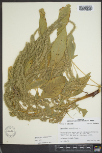 Amaranthus palmeri image