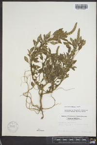 Amaranthus palmeri image