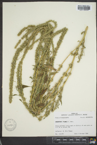 Amaranthus palmeri image