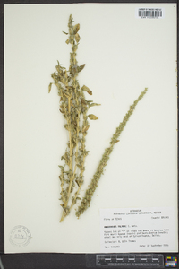 Amaranthus palmeri image