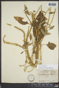 Amaranthus tuberculatus image