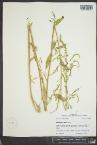 Amaranthus tuberculatus image