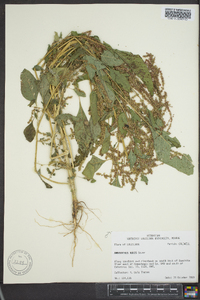 Amaranthus tuberculatus image