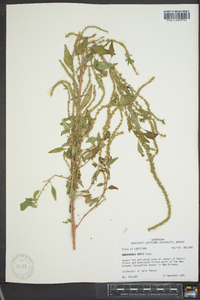 Amaranthus tuberculatus image