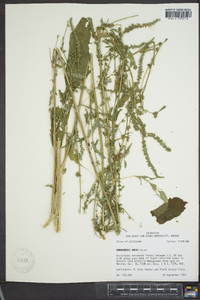 Amaranthus tuberculatus image