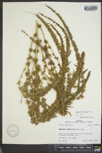 Amaranthus tuberculatus image