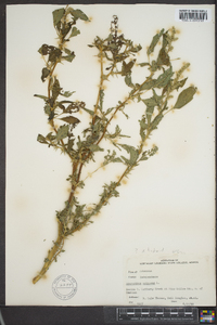 Amaranthus spinosus image