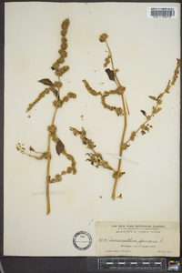 Amaranthus spinosus image