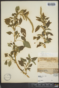 Amaranthus spinosus image