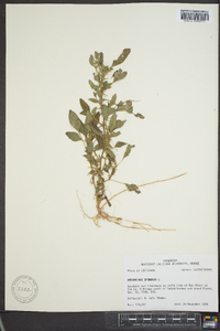 Amaranthus spinosus image